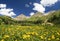 Wildflower meadow, Yankee Boy Basin, Colorado