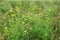 Wildflower meadow with yellow blooming fennel