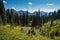 Wildflower Meadows and Tatoosh Range