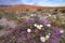 Wildflower in Ocotillo Wells