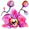 Wildflower orchid flower in a watercolor style isolated.