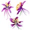 Wildflower orchid flower in a watercolor style isolated.