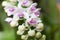 Wildflower orchids,Rhynchostylist gigantea