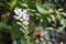 Wildflower orchids,Rhynchostylist gigantea