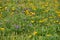 Wildflower patch Yellow Sneezweed Helenium amarum, Texas stork`s bill Erodium texanum, Purple Prairie Verbena