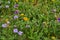 Wildflower patch Yellow Sneezweed Helenium amarum, Texas stork`s bill Erodium texanum, Purple Prairie Verbena