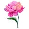 Wildflower peony flower in a vector style isolated.