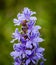 Wildflower Pickerel weed or rush in full bloom in Florida