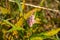 Wildflower with pink flowers and yellow greens large leaves