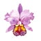 Wildflower pink orchid flower in a watercolor style isolated.
