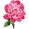 Wildflower pink peony flower in a watercolor style isolated.