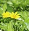 Wildflower plants yellow Bali street