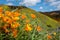 Wildflower poppies on a hillside at Walker Canyon in Lake Elsinore California during the 2019 super bloom