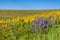 WIldflower praire with Balsamroot and Lupine