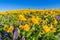 WIldflower praire with Balsamroot and Lupine