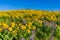 WIldflower praire with Balsamroot and Lupine