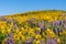 WIldflower praire with Balsamroot and Lupine