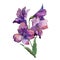 Wildflower purple alstroemeria. Floral botanical flower. Isolated illustration element.