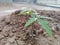 Wildflower , roof, yellow soil, small ,blur,nature,neem tree