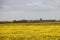 Wildflower season in San Joaquin Wildlife Preserve California