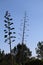 Wildflower series - Century Plant - Agave Americana Marginata