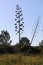 Wildflower series - Century Plant - Agave Americana Marginata