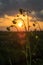 A wildflower is silhouetted against a colorful evening sky