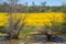 Wildflower super bloom. Field of yellow flowers at Carrizo Plain, California
