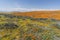 Wildflower Super Bloom Lancaster California