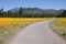 Wildflower super bloom in northern Arizona