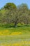 Wildflower super bloom.Oak tree and Field of yellow flowers at Carrizo Plain National