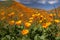 Wildflower Super Bloom Poppy Flowers