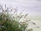 Wildflower swamp grass along shoreline