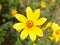 Wildflower Tickseed Sunflower in Texas