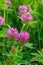 This is the wildflower Trifolium alpestre, the Purple globe clover or Owl-head clover, from the family Fabaceae