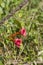 Wildflower Trumpet Vine - Campsis radicans
