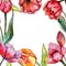 Wildflower tulip flower frame in a watercolor style.
