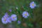 Wildflower - violet prairie aster - Aster amellus