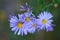 Wildflower - violet prairie aster - Aster amellus