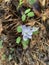 Wildflower in western Arkansas, delicate petals and leaves