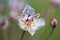 Wildflower white color with pistil, stamens and dew drops