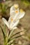 Wildflower white crocuses on the meadow on the lawn