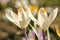 Wildflower white crocuses on the meadow on the lawn