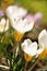 Wildflower white crocuses on the meadow on the lawn