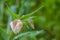 Wildflower, White Fairy Lantern