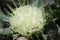 Wildflower - White Parrot Bush