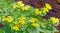 Wildflower yellow marsh marigold in Spring