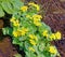 Wildflower yellow marsh marigold in Spring