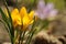 Wildflower yellow purple violet  crocuses on the meadow on the lawn