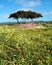 Wildflowers at 17 Mile Drive - Monterey, California